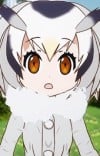 アフリカオオコノハズク