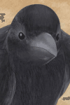 カラス