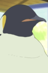 ペンギン