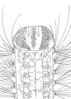 METAMORPHOSE