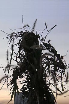 草の一生