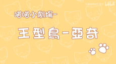 喵喵小剧场