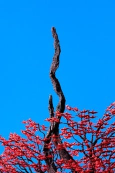 へび