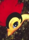 Fire Bird