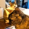 おがきちか