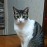内藤騎之介