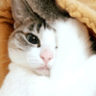猫鍋蒼