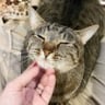 野々下いおり