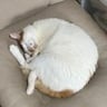 福島敏行